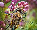 Dragonfly On A Lilac_DSCF02597-8